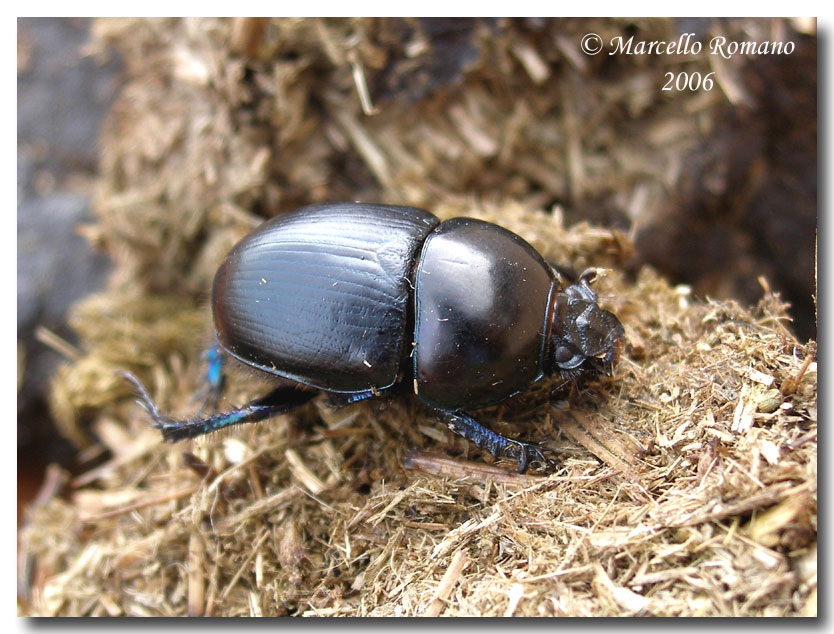 Sericotrupes niger: non  tutto oro quello che luccica!